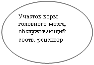 Овал: Участок коры головного мозга, обслуживающий соотв. рецептор