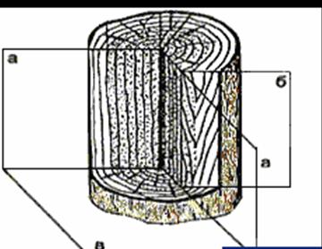 Структура древесины
