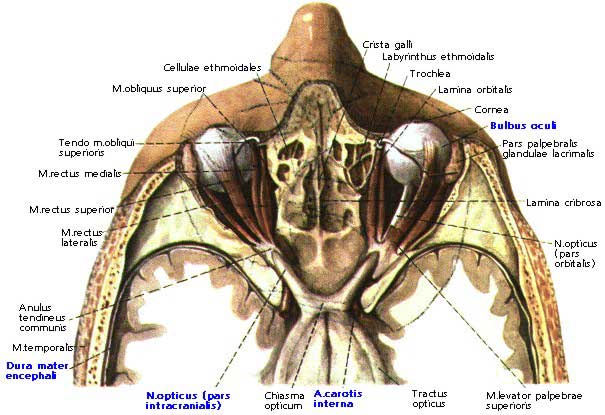Мышцы глазного яблока, вид сверху