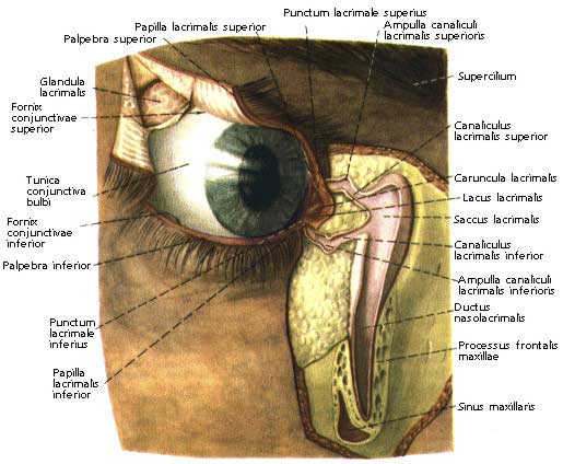 Слезный аппарат: слезная железа, слезные протоки