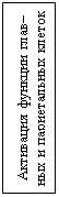 Подпись: Активация функции глав–ных и париетальных клеток