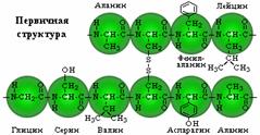 Первичная структура