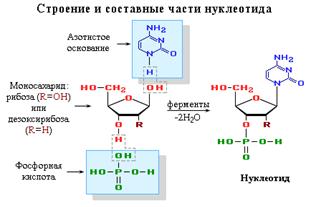 Составные части нуклеотида