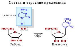 Нуклеозид