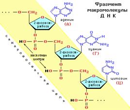 Фрагмент ДНК