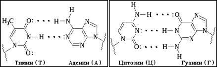 H-связи между азотистыми основаниями
