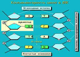 Комплементарность цепей в двойной спирали ДНК