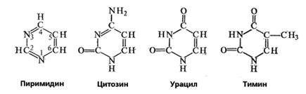 Пиримидиновые основания