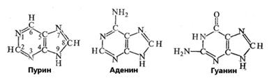 Пуриновые основания