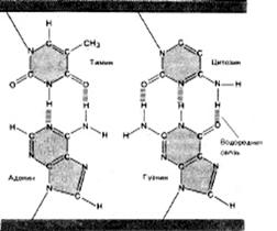 Образование водородных связей между комплементарными азотистыми основаниями