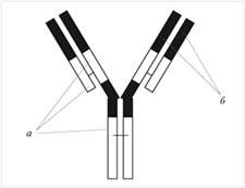 Рис. 7. Модель молекул антител: а – постоянные участки; б – переменные участки