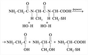 Рис. 8. Схема гидролиза трипептида