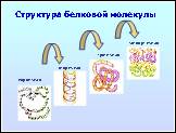 Презентация «Белки», слайд № 4