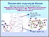 Презентация «Белки», слайд № 17