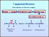 Презентация «Белки», слайд № 29