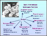 Презентация «Белки», слайд № 31