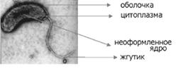 Строение бактериальной клетки
