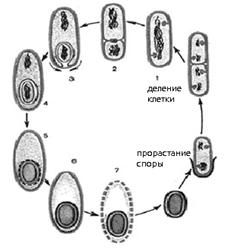 Спорообразоване у бактерий