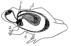 Рис. 3. Схема кровеносной системы лягушки