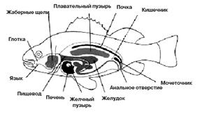 Пищеварительная и выделительная системы рыбы