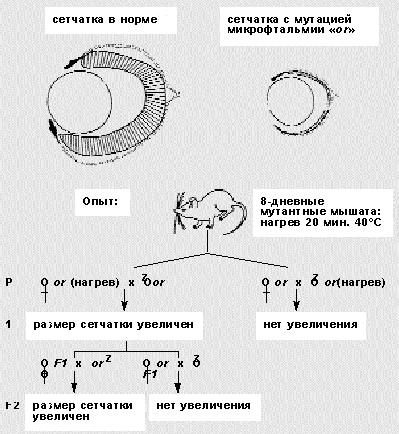 Неканонические наследственные изменения