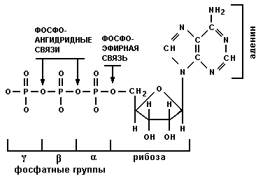 Биологические ритмы как способ существования живой материи