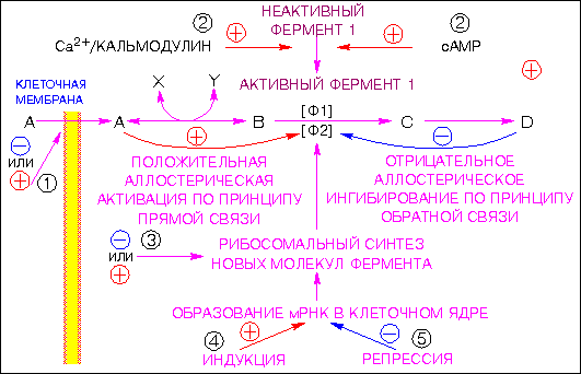 Биологические ритмы как способ существования живой материи