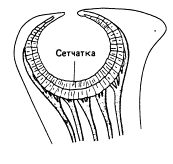 Зрительная сенсорная система