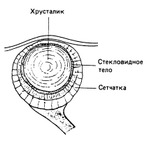 Зрительная сенсорная система