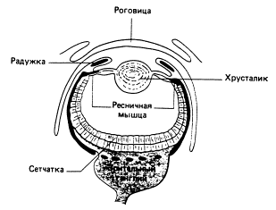 Зрительная сенсорная система