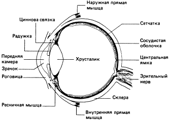 Зрительная сенсорная система