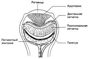 Зрительная сенсорная система