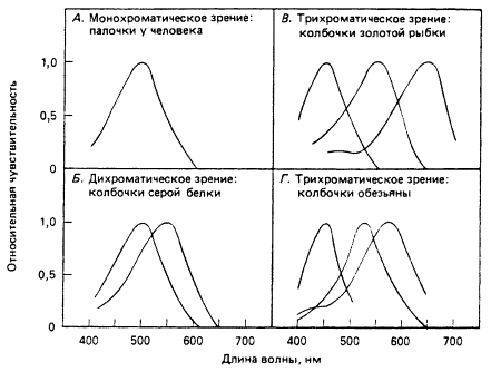 Зрительная сенсорная система