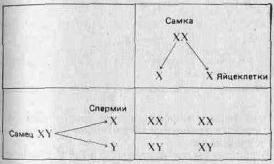 Принципы эволюции