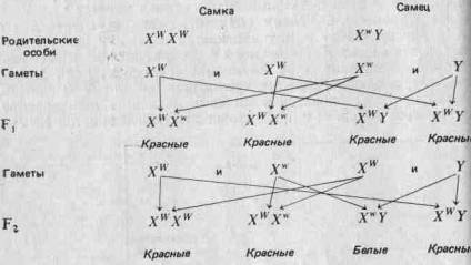 Принципы эволюции