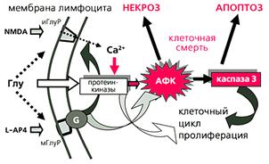 Нейрональные рецепторы в клетках иммунной системы