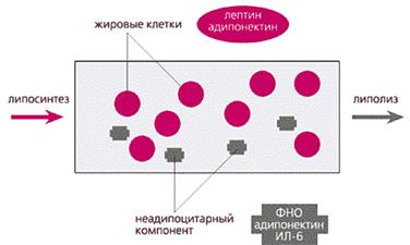 Эндокринная функция жировой ткани