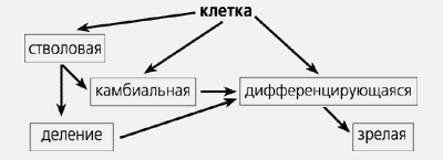 Что такое стволовые клетки