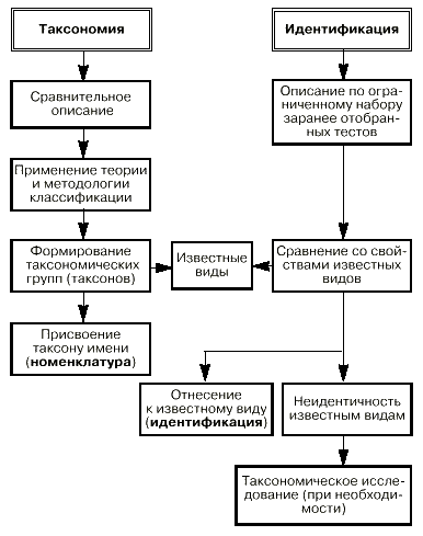 Возбудители бактериальных инфекций человека