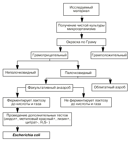 Возбудители бактериальных инфекций человека