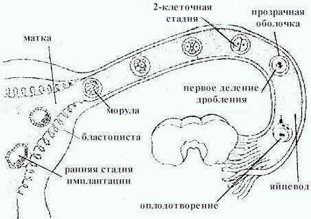 Физиология половой системы