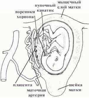 Физиология половой системы