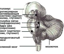 Природа сна