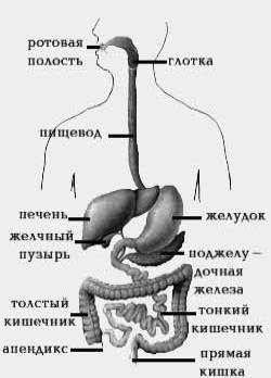 Анатомия и физиология пищеварительной системы человека