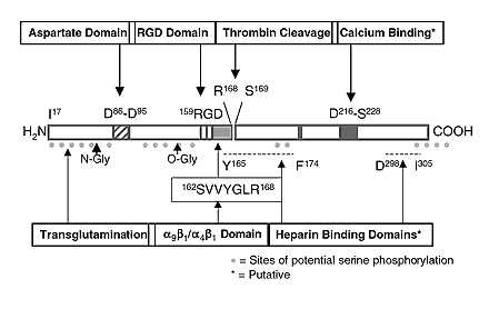 Белок остеопонтина