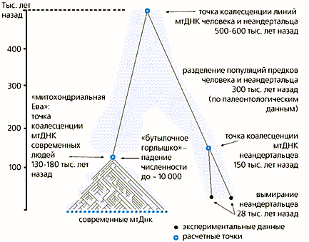 Наша история, записанная в ДНК