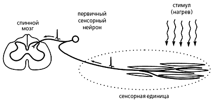 Аварийная сигнализация в живом организме