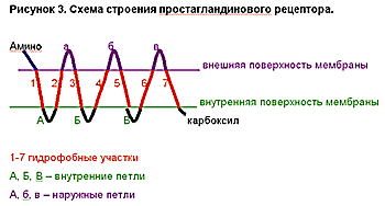 Простагландины в офтальмологии