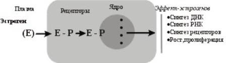 Чувствительность эстрогензависимых тканей к эстриолу