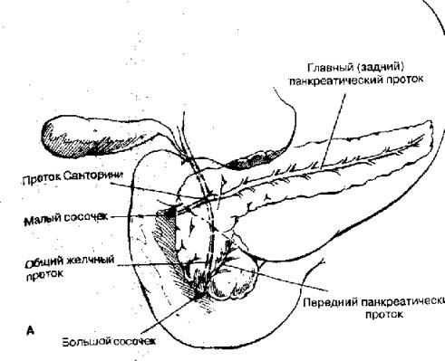 Анатомия поджелудочной железы